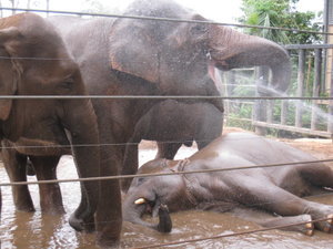 Elephants @ Taronga Zoo