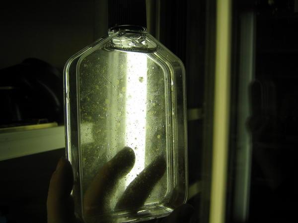 Bottle with Colonies of Organism