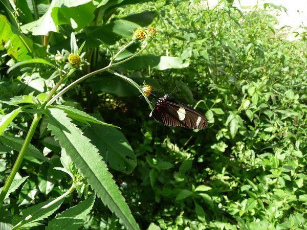 Cynthia war unglaublich begeistert von den vielen Schmetterlingen :) 