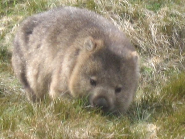 Wombat (adorable!)