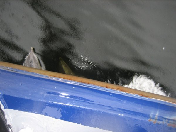 Dauphin sortant du dessous du voilier