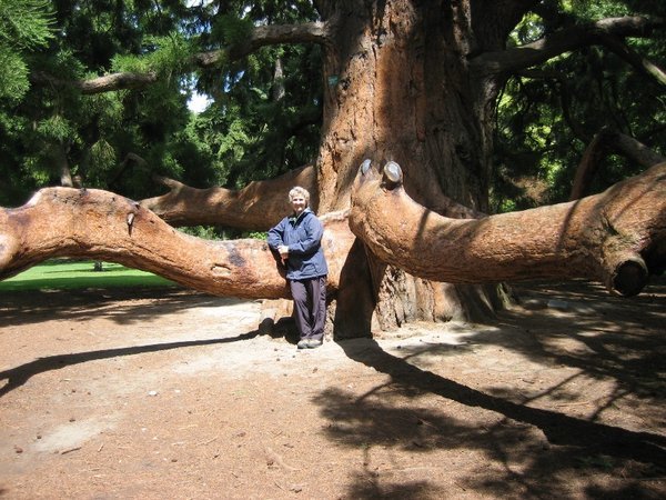 Sequoia geant dans le Jardin botanique de Christchurch