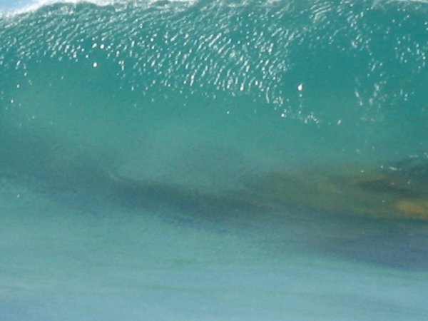 Dauphins dans une tres grosse vague
