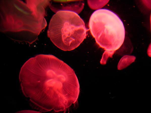 Jellyfish galore...