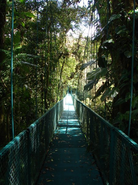 Suspension bridge through the tree tops