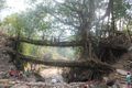 The double-decker living root bridge
