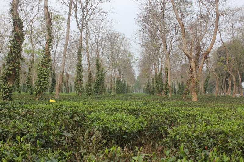 A tea estate in Assam