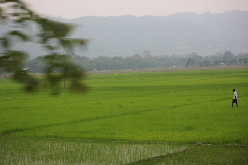 The beautiful paddy fields
