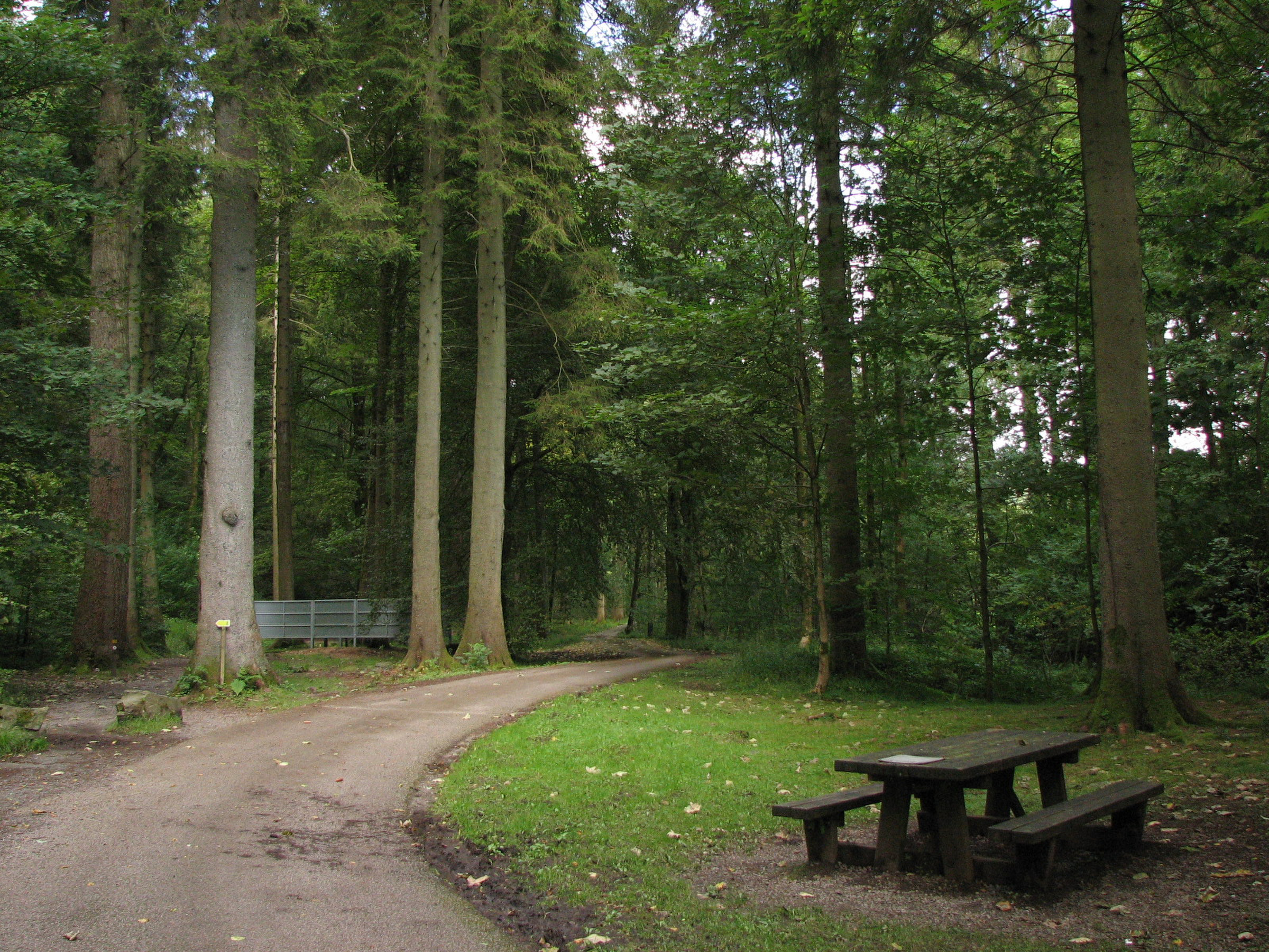 grizedale cycling