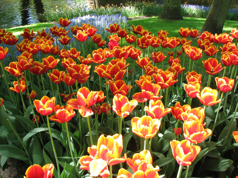 Tulips of Keukenhof