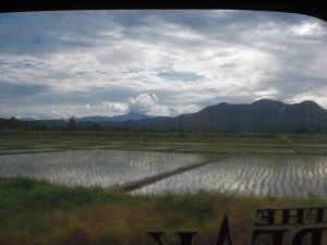 Reisfelder auf dem Weg nach Chiang Khong