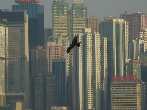 Black Kite and HK skyline