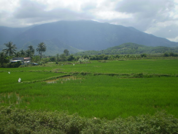 Rice paddies en route from Buon Ma Thuot to Nha Trang