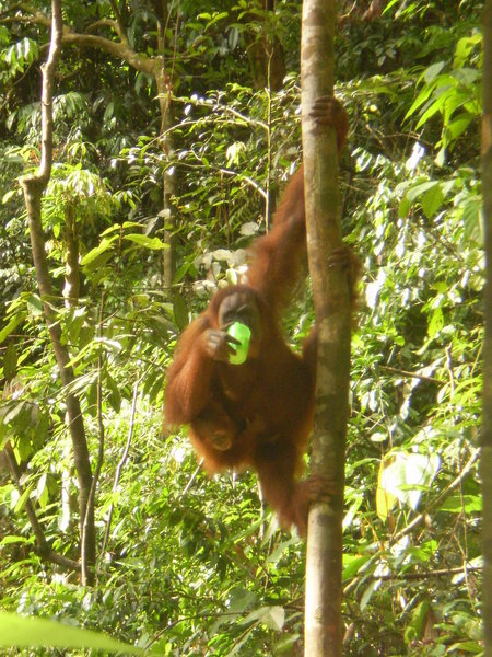Orangutan with tourist-pleasing cutesy plastic cup