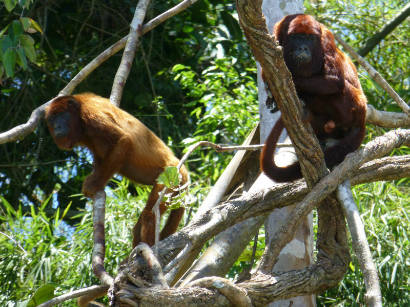 Red howler monkeys in Manu