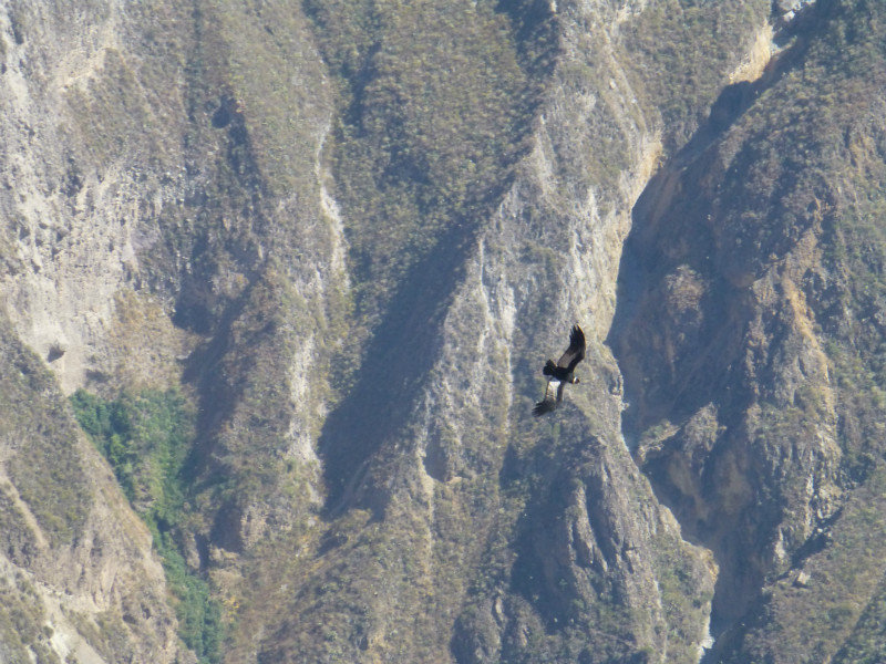 Andean condor at Condor Cross