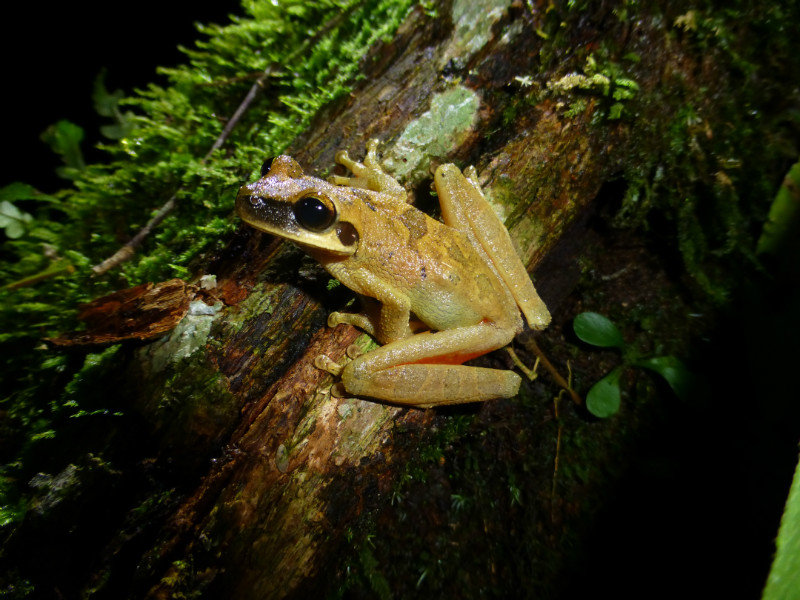 Tree frog in Manu