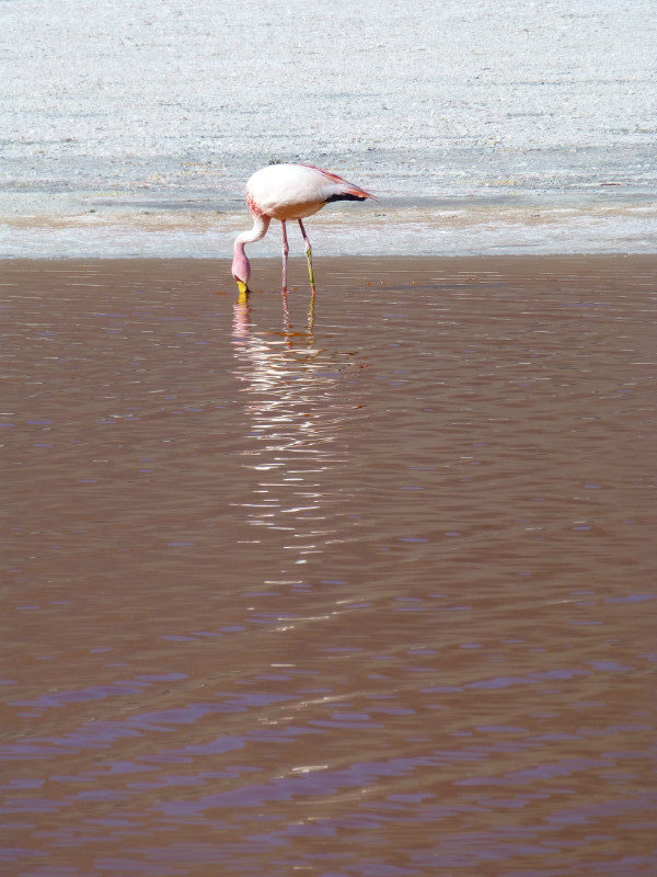 Flamingo in Colorada Lagoon