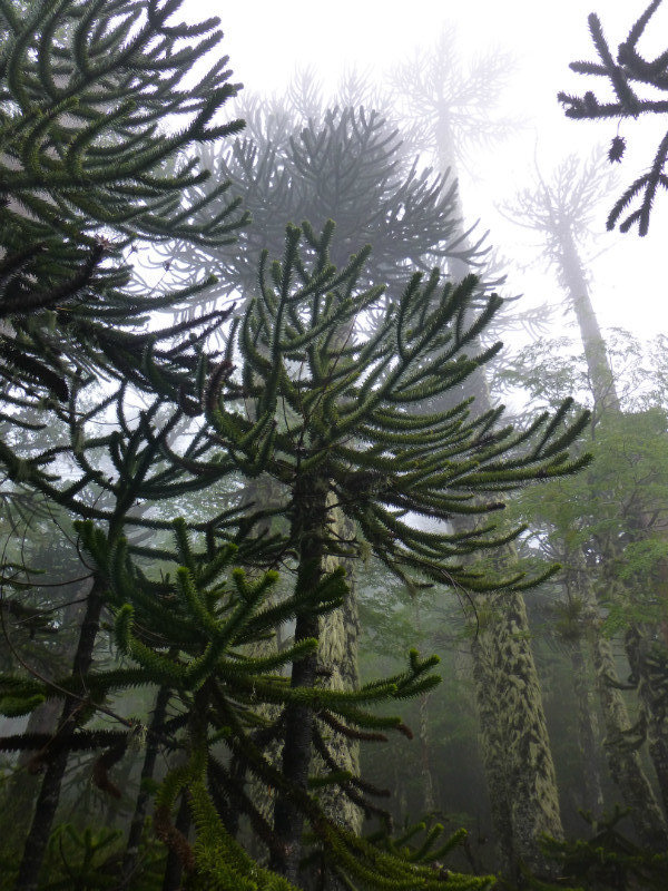 Monkey puzzle trees at Huerquehue National Park