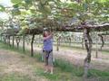Dina kiwi fruit pruning