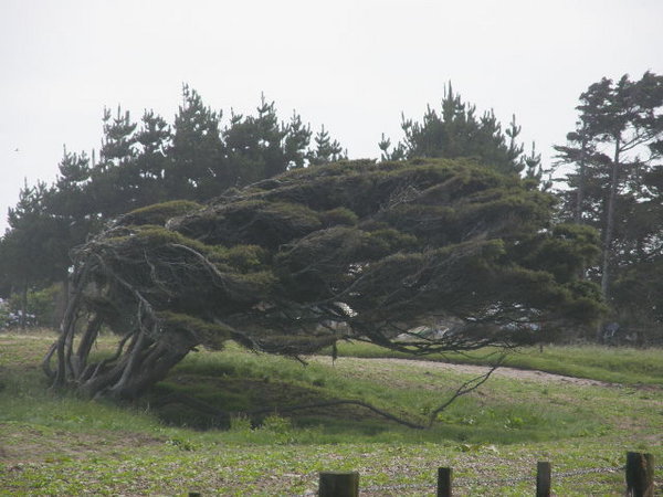 Wind swept tree