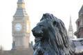 Trafalgar square lion with big ben