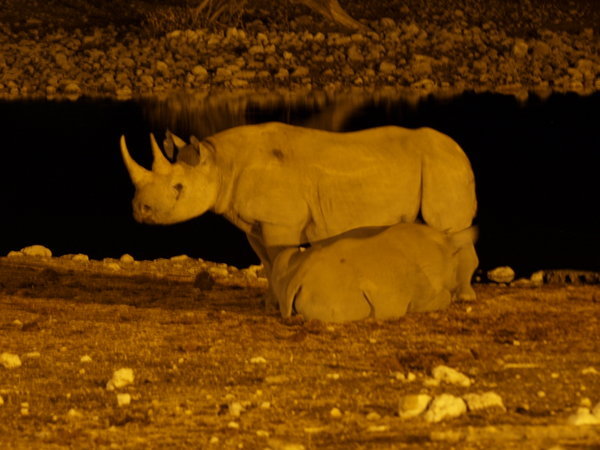 Black Rhino at Etosha