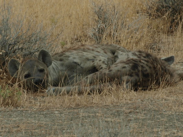 Hyaena snoozing