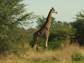 Common Giraffe