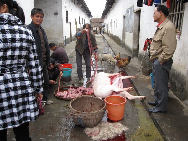 Men of the village butcher a pig
