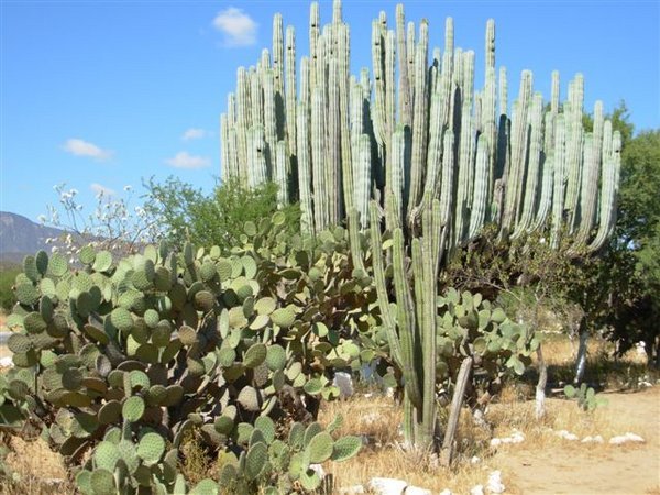 Kaktusaci.