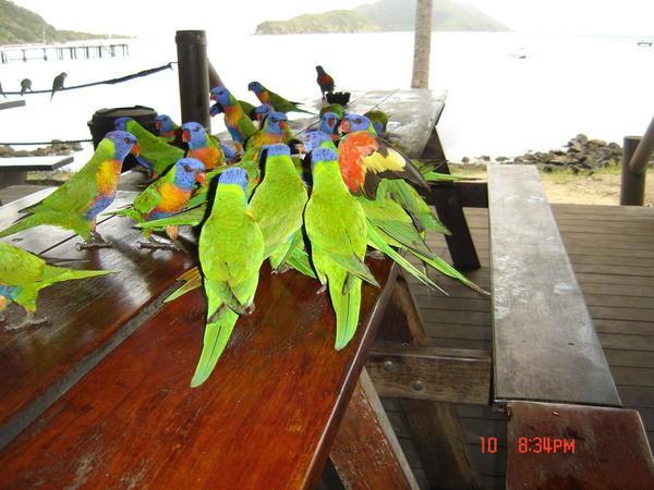 Parrots at breakfast going mental quite a sight!!!