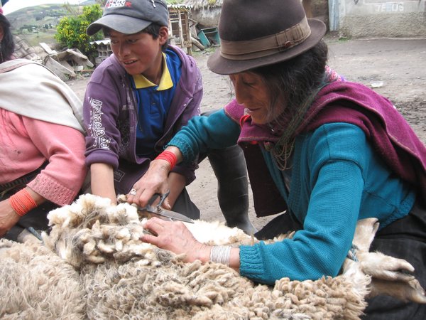 Sheering Sheep 3