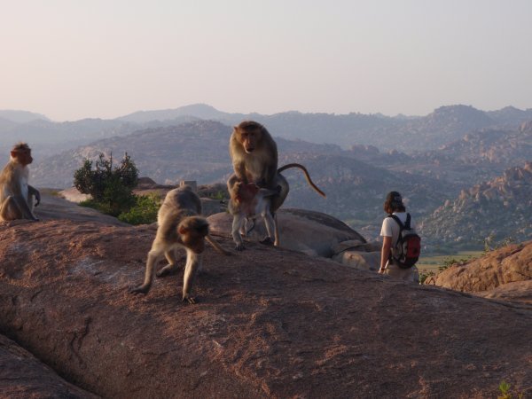 Monkeys at Anajanadri Hill