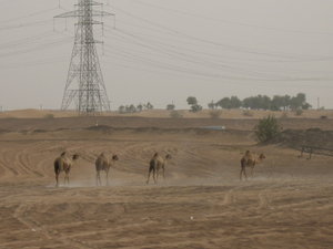Four Camels