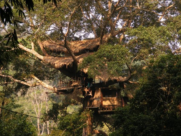 Our tree house for Gibbon Ex