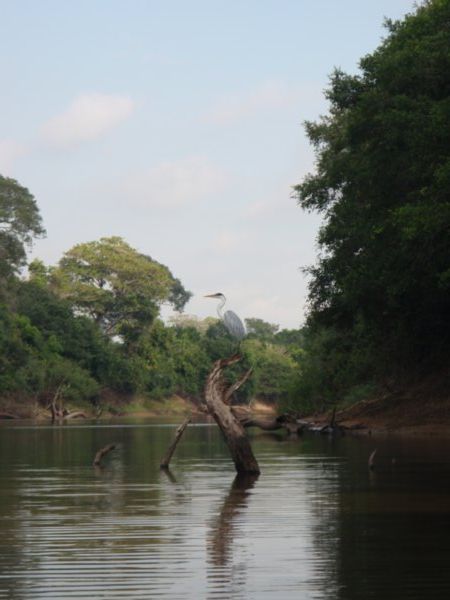 Pantanal