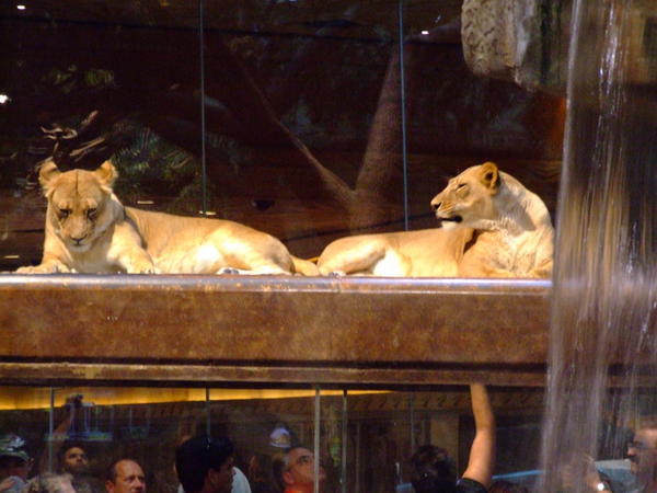 lions in the mgm