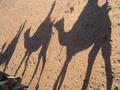 Our caravan of camels