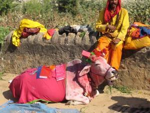 Cows in the Pushkar Camel Fare