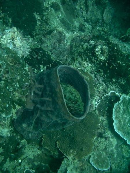Grouper in a barrel sponge