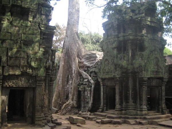 Consumed by the jungle - Ta Phrom