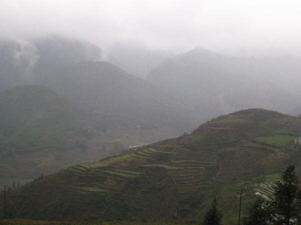 Misty rice terraces