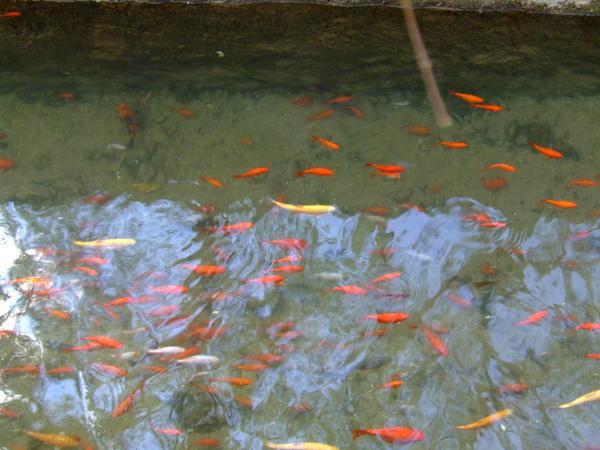 goldfishes in the streams...very odd