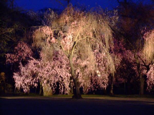 Weeping cherry blossom