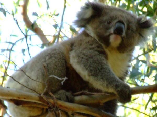 A Koala