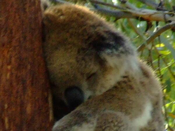 Another koala asleep in a tree