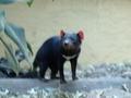 A Tasmanian Devil - I did not even know they were real!