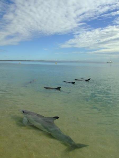 Luckily the myths about dolphins coming to the rescue are true and we made it to Monkey Mia