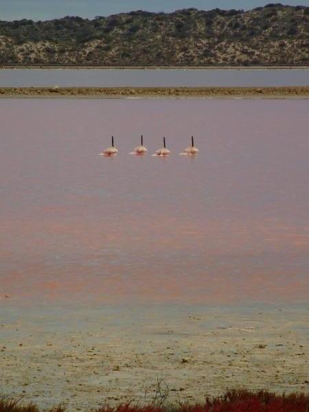 Between the Pinnacles and Kalbarri we passed a pink lake featuring pink birds